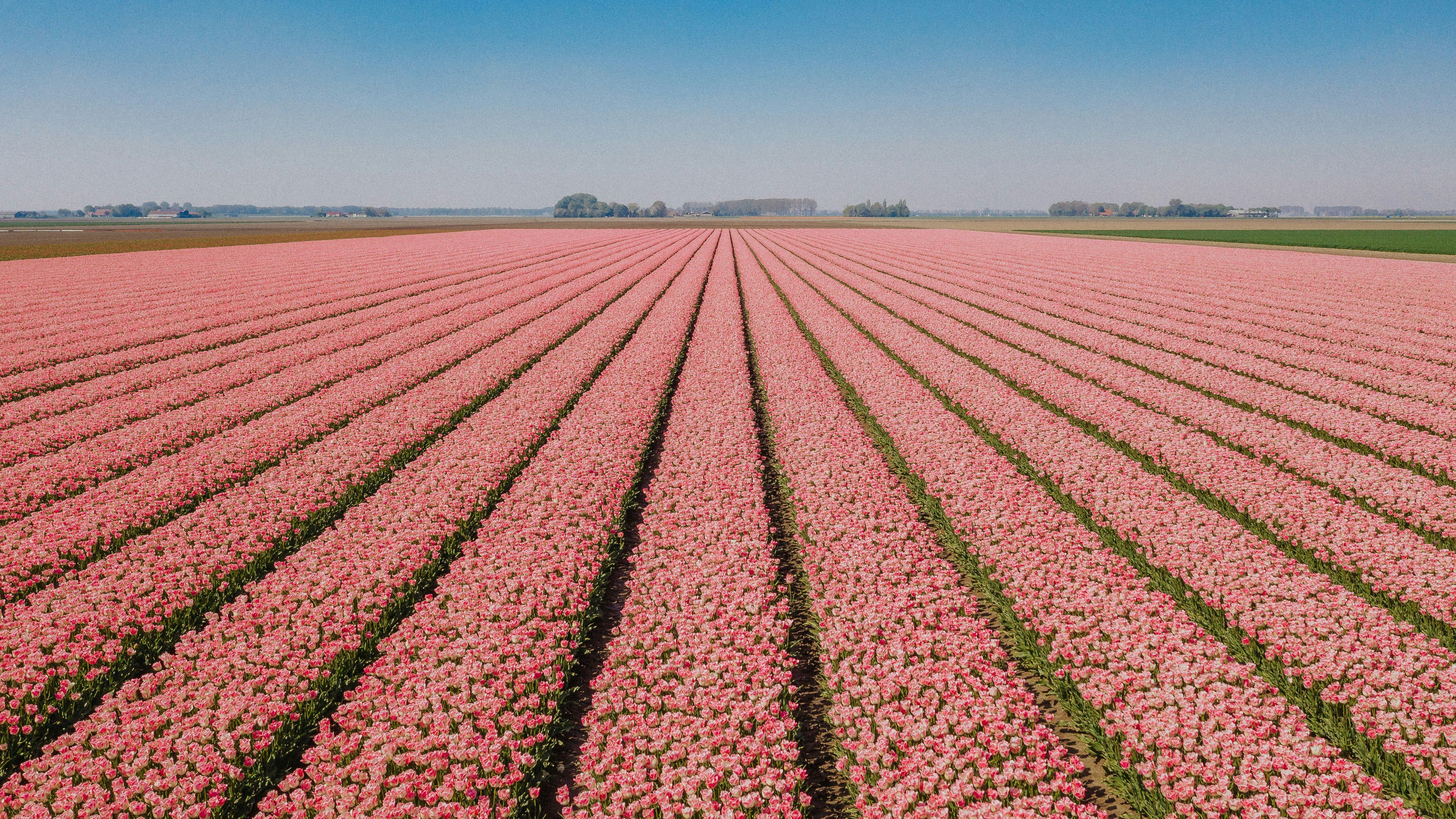 Tulpenvelden op Goeree-Overflakkee